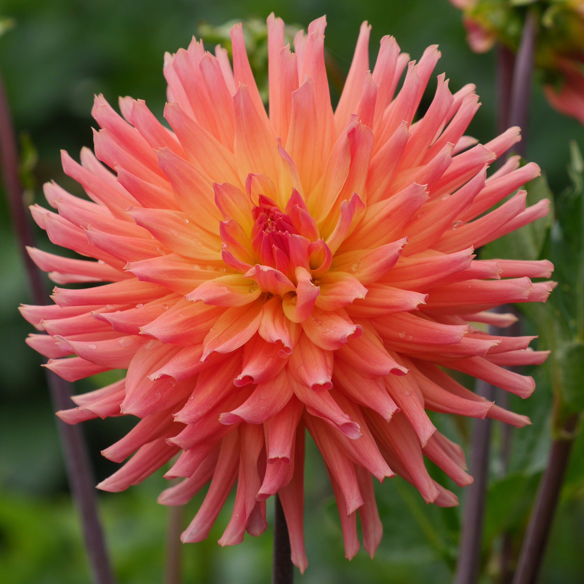 Ｄahlia☆ Big Dahlias: Chi eeZ Whiz Large Dahlia Tubers