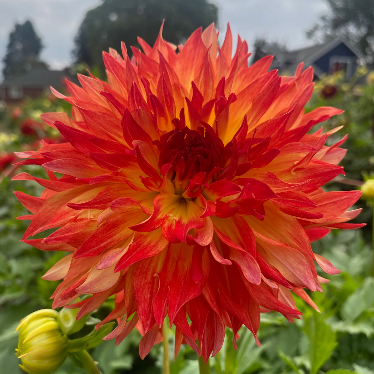 Wilberforce – Connell's Dahlias