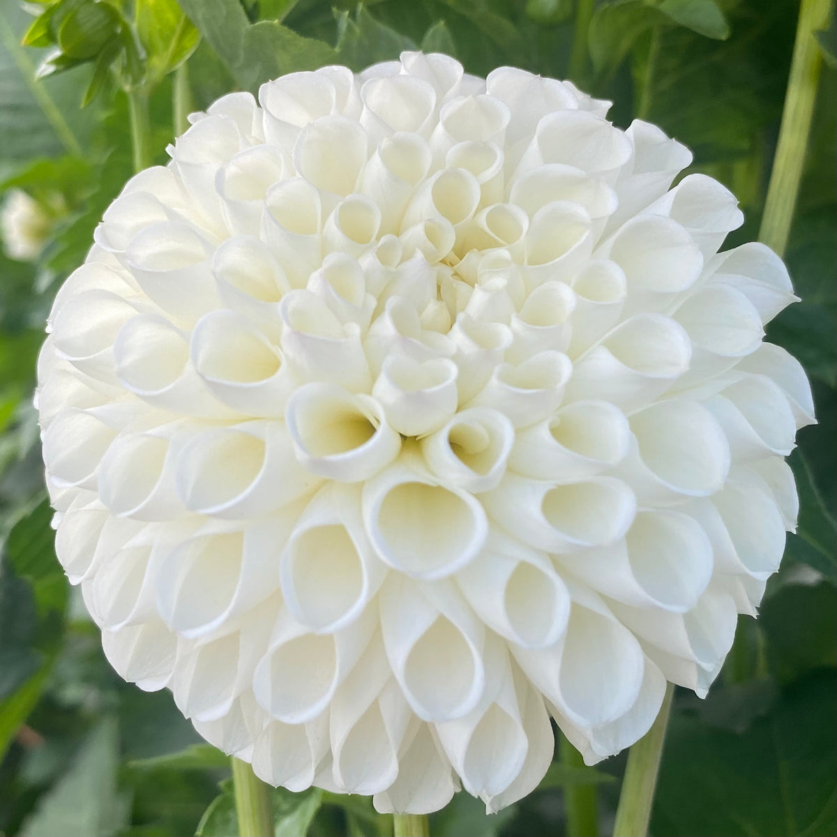 Danum Cupid Connell's Dahlias