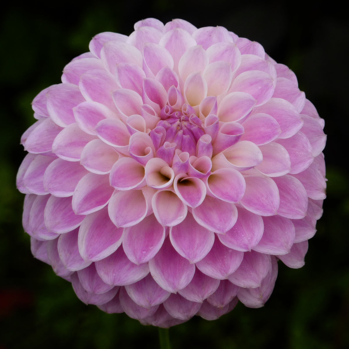Tahoma_Kellie_1200x1200.jpg?v=