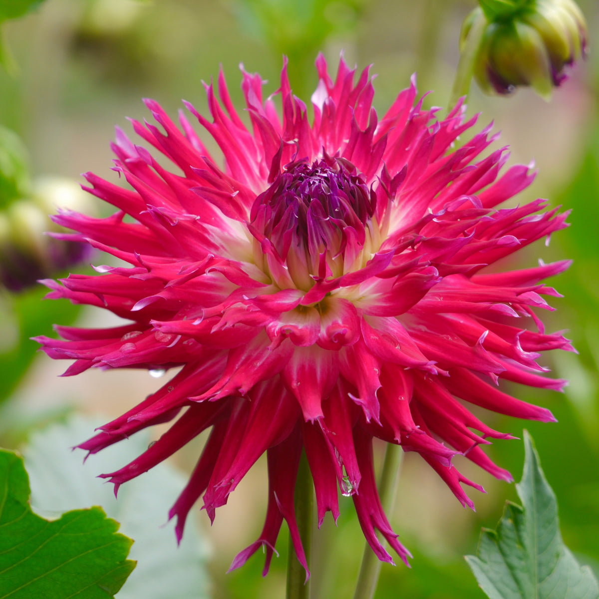 Tahoma_Laurie_j_1200x1200.jpg?