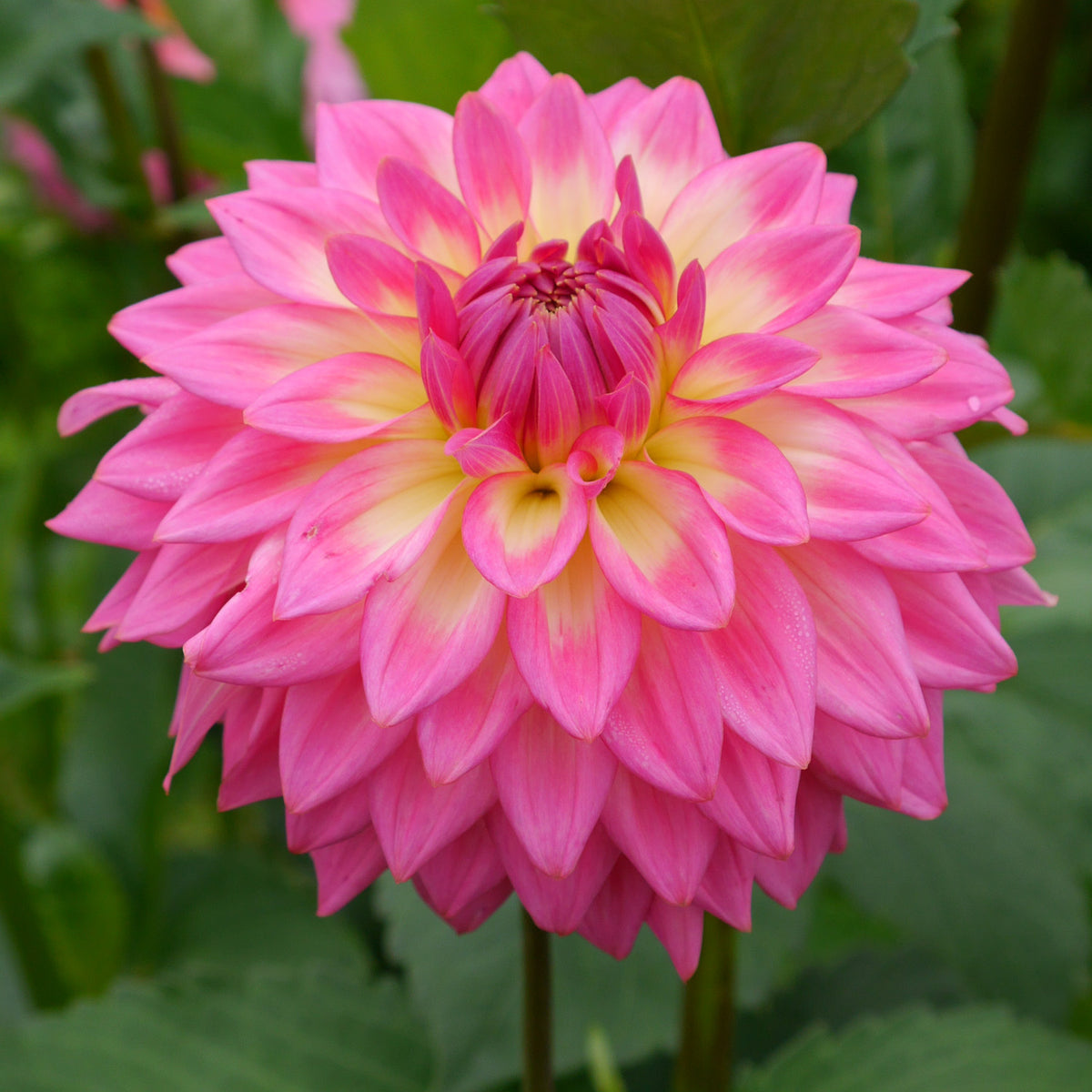 S*A様 Blooming DAISY イヤリング　casaceleste Bloomquist Clear Delight, KA's Schatz, Pink Sylvia