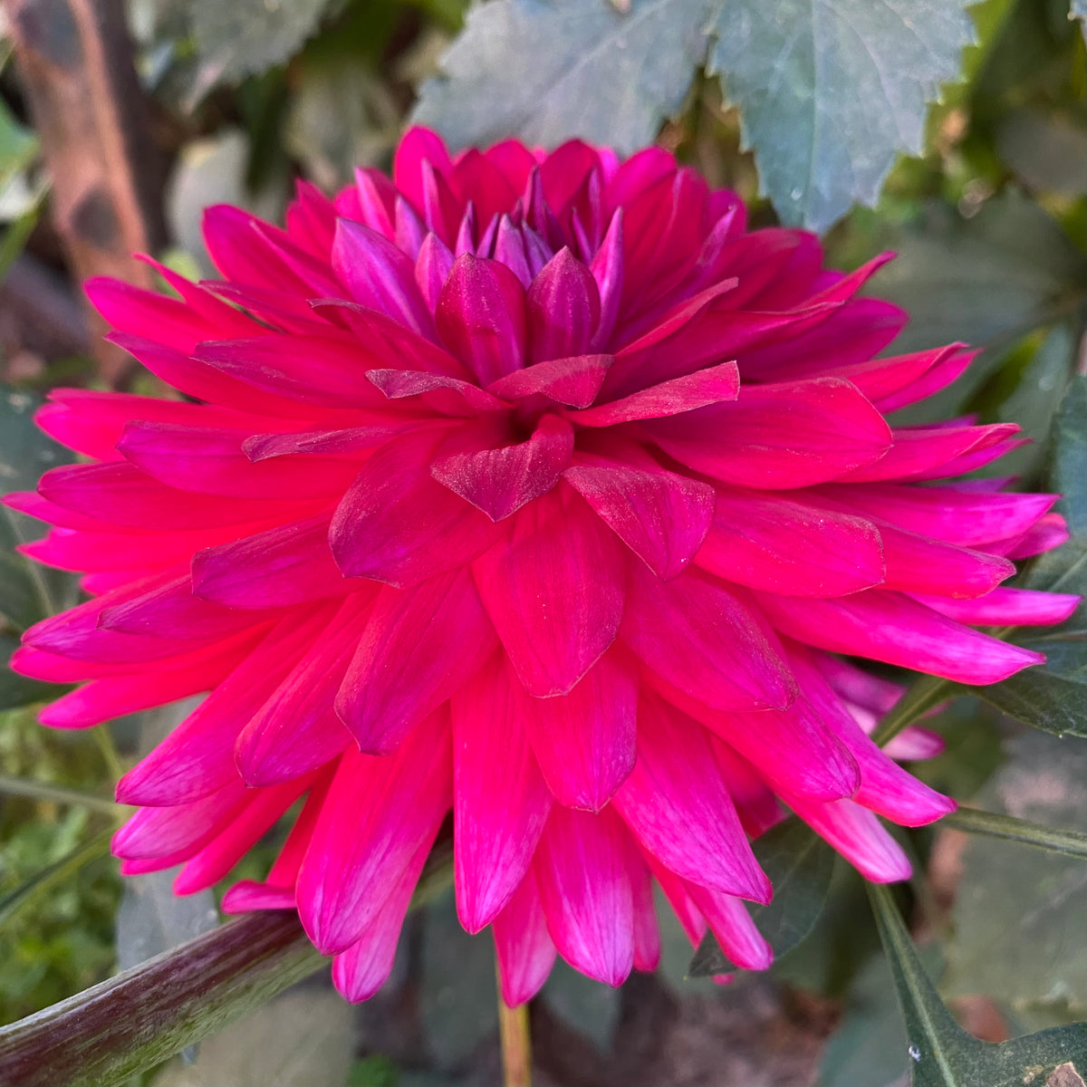 Graceful Delight Connell's Dahlias