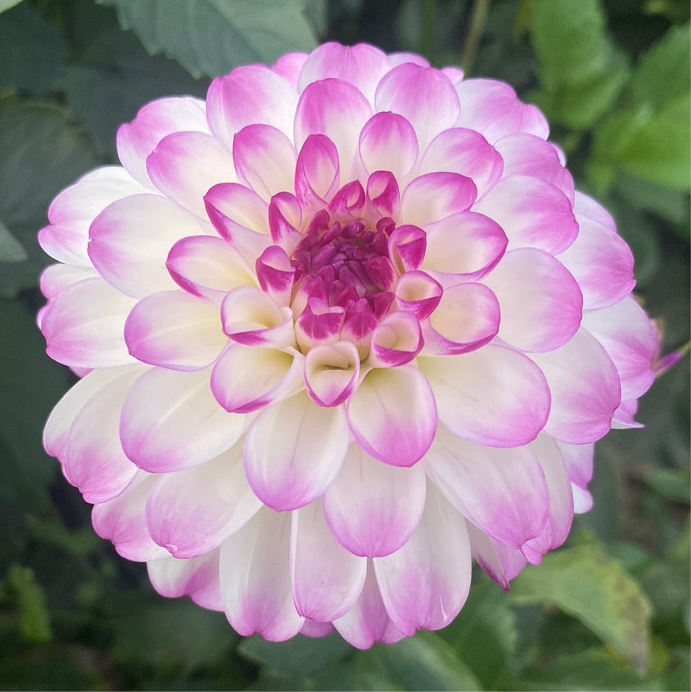 Velda Inez – Connell's Dahlias