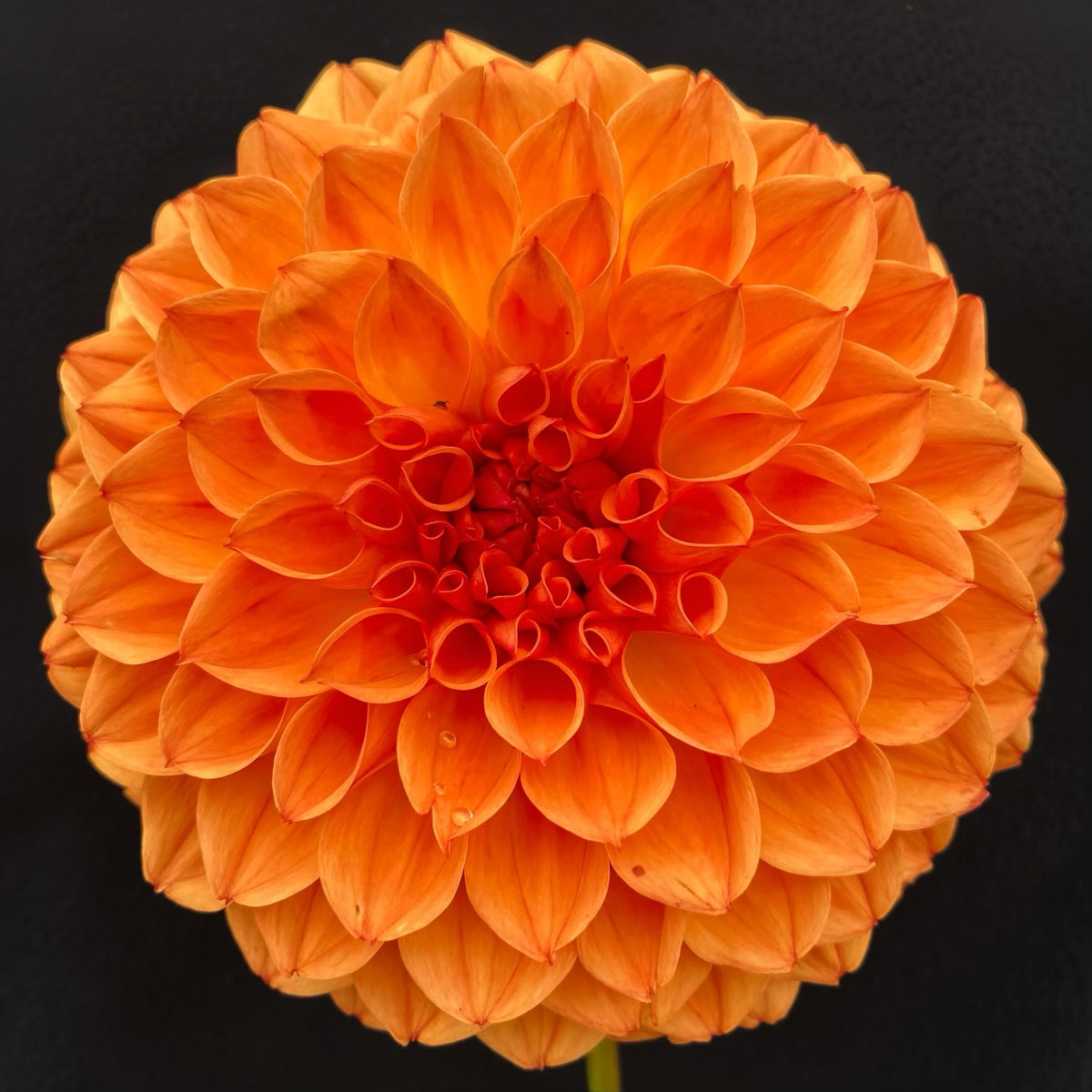 Les' Tahoma – Connell's Dahlias