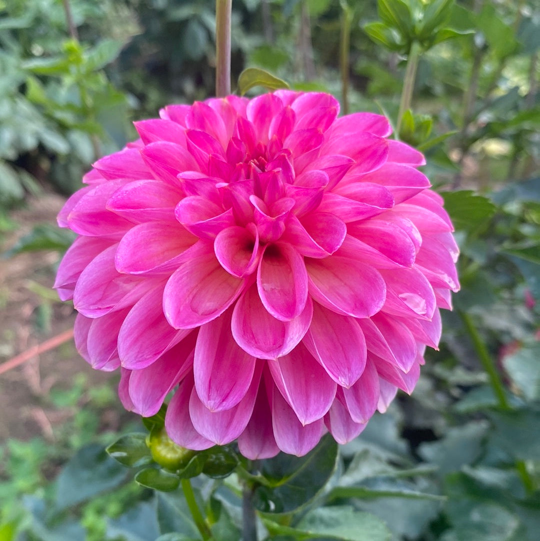 Olivia Joy – Connell's Dahlias