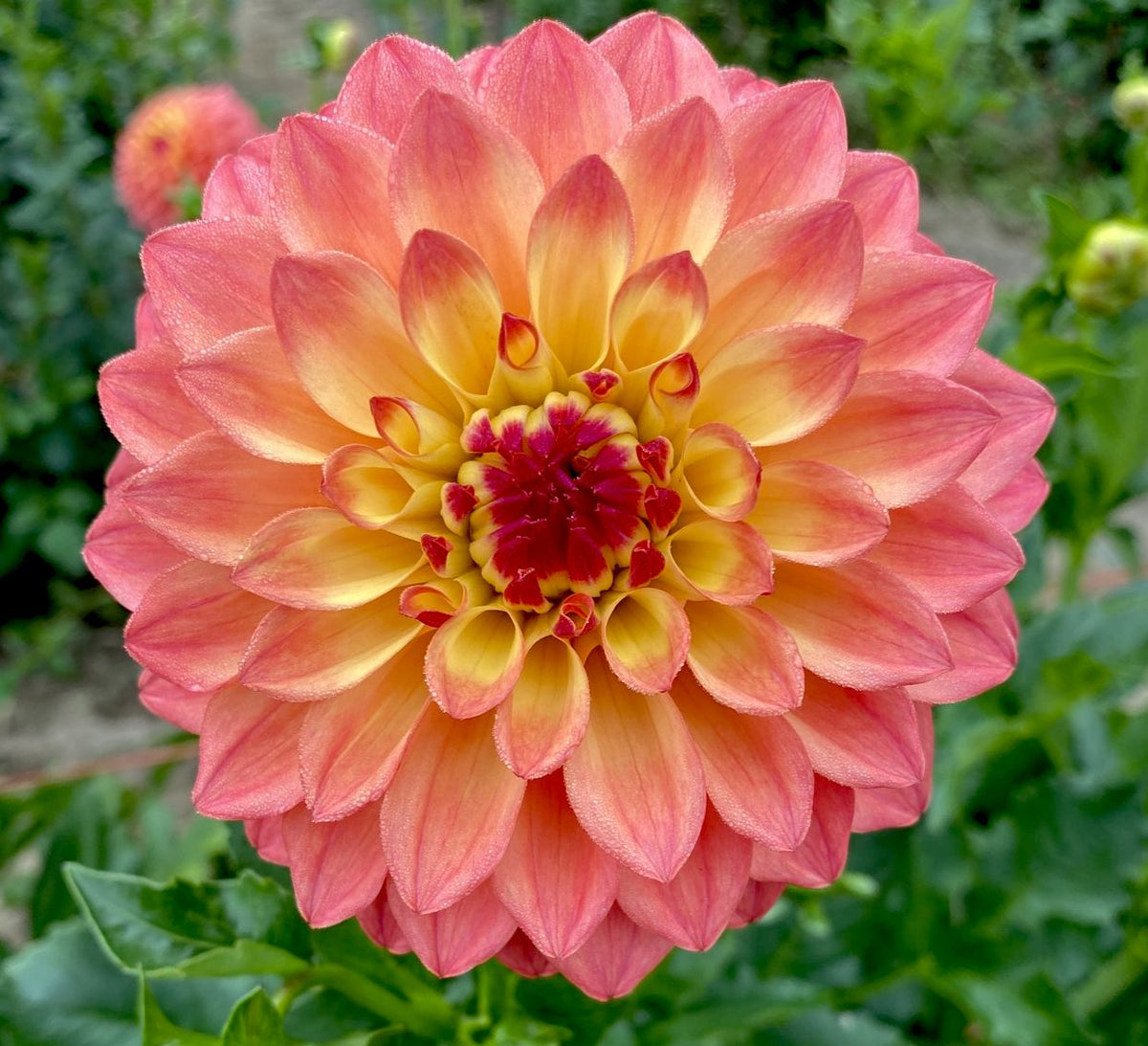 Wynoochee Valley Connell's Dahlias