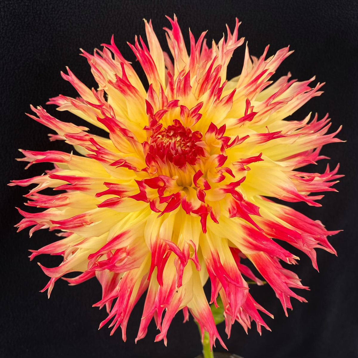 Yo Adrian 2 for 1 – Connell's Dahlias