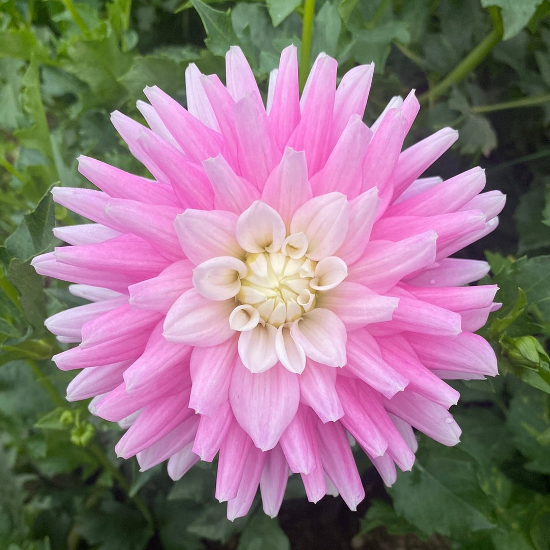 Popsicle Toes Connell's Dahlias