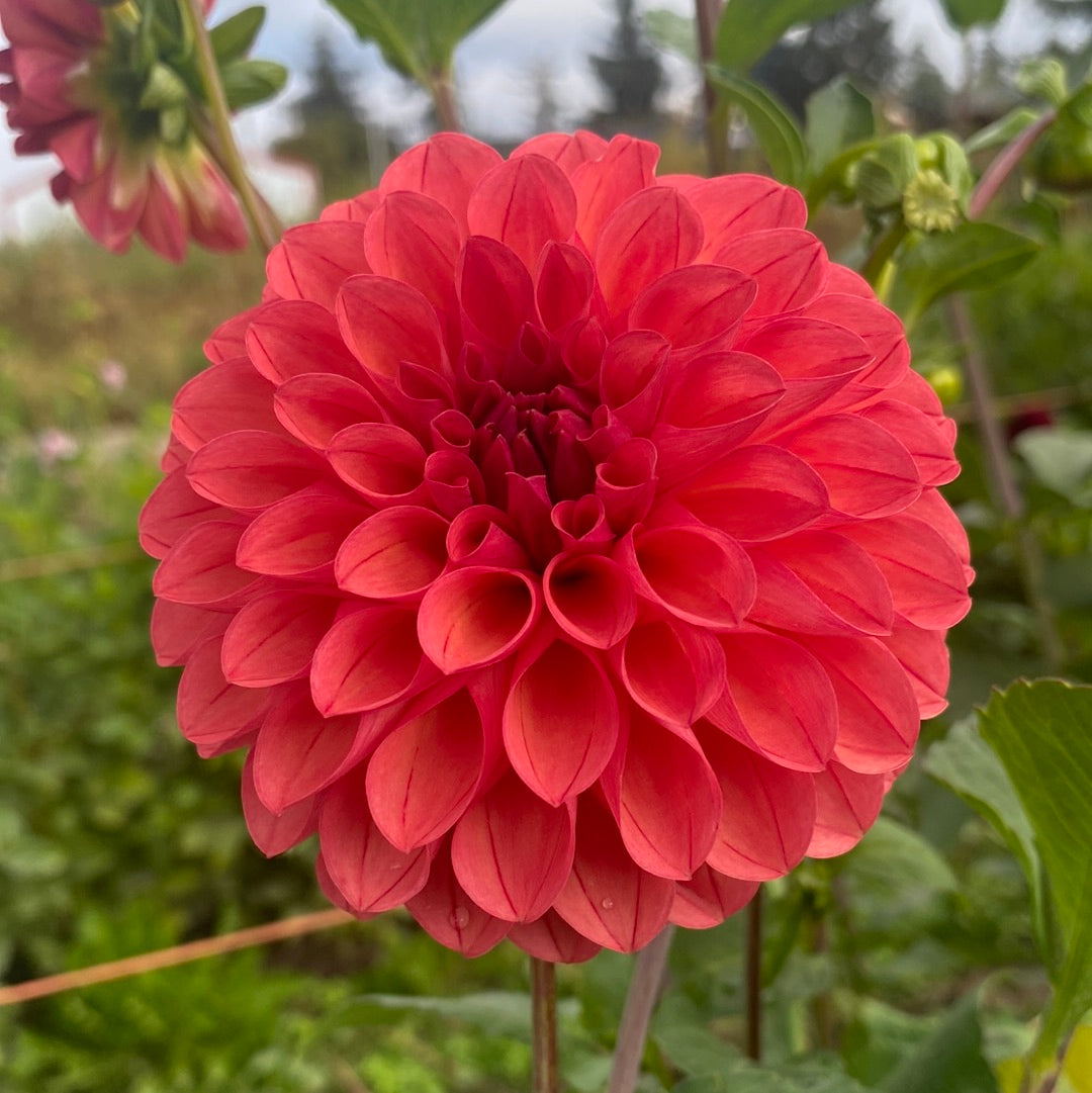 Chimacum Nadjae Connell's Dahlias