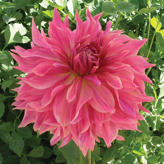 Connell's Dahlias