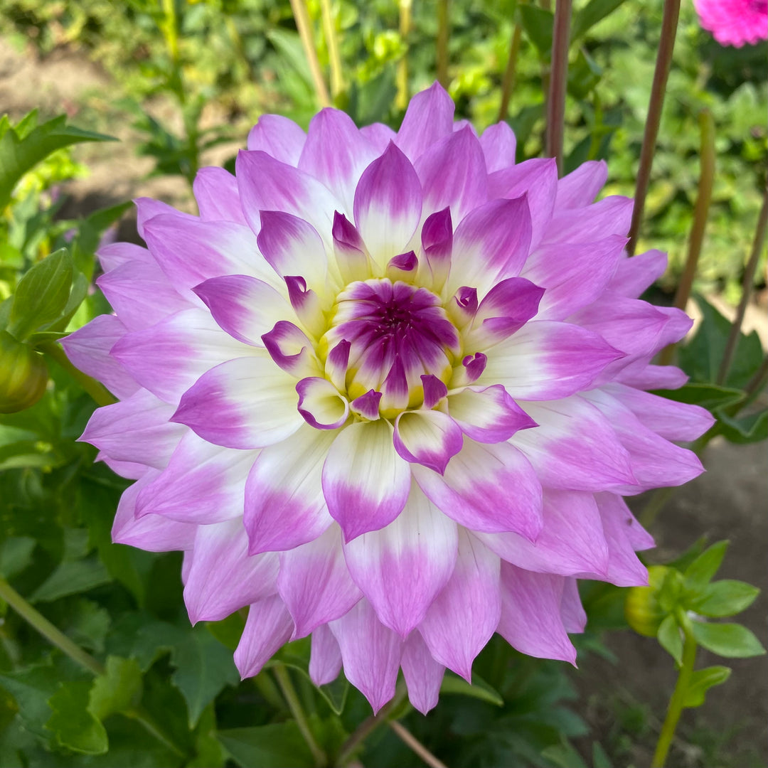 Connell's Dahlias