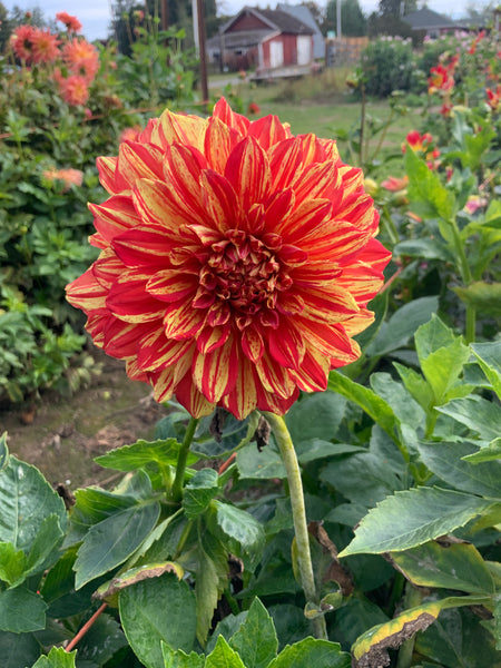 5 gloriosa sport