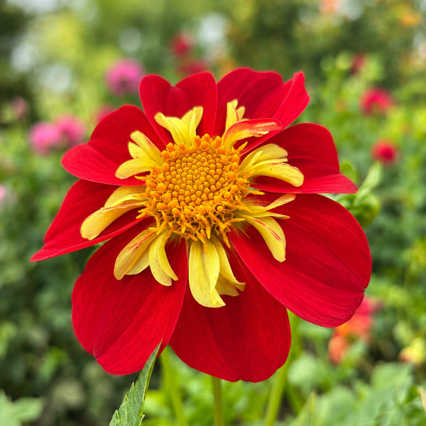 Bee’s Delight