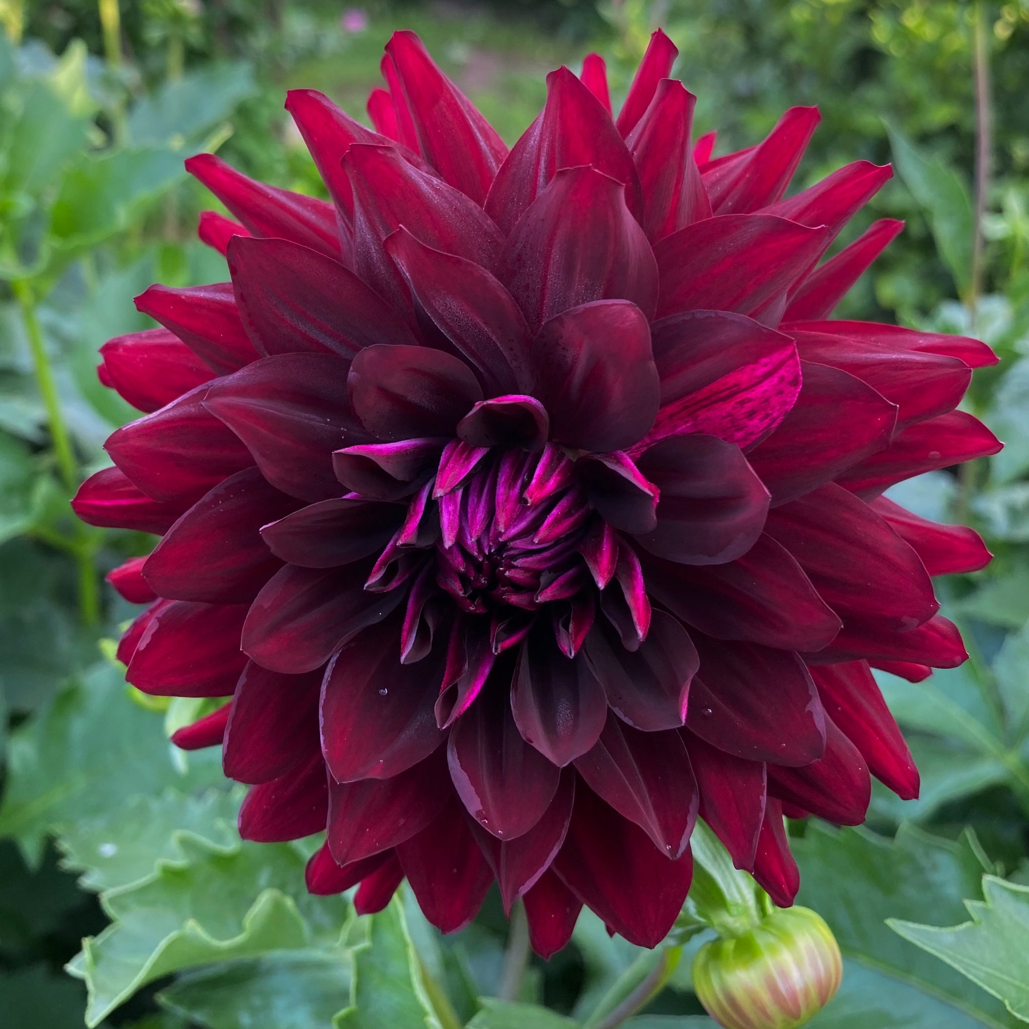 dahlia black beauty seeds Hollyhill Black Beauty – Connell's Dahlias