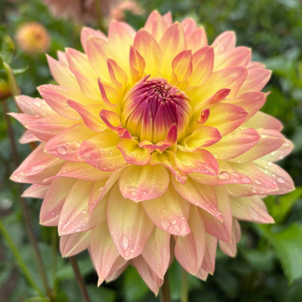 Sunrise Blush
