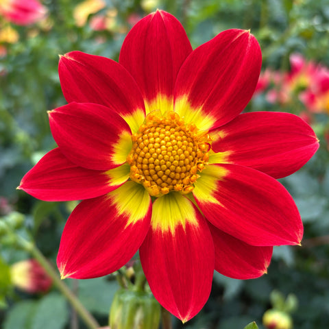 Velda Inez – Connell's Dahlias
