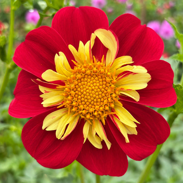 Bee’s Delight