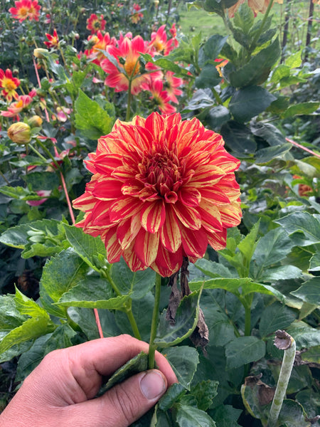 5 gloriosa sport