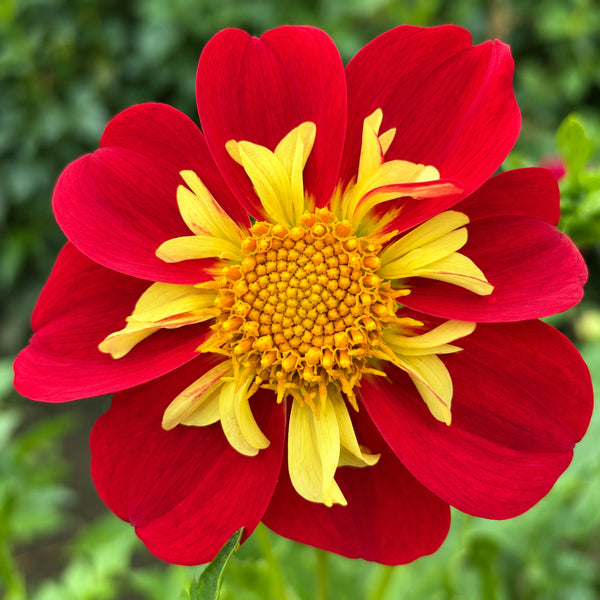 Bee’s Delight