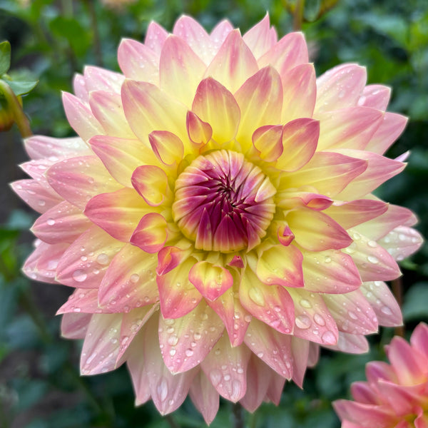 Sunrise Blush