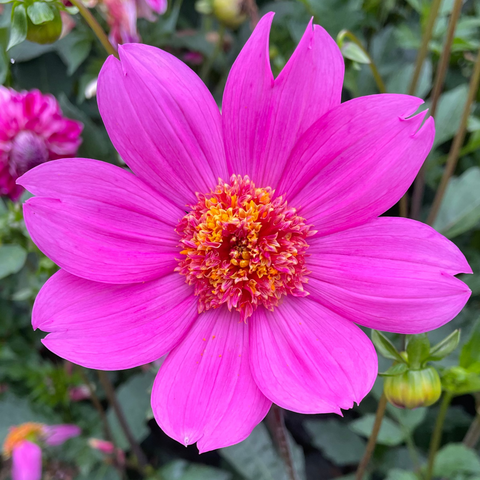 Petal Whisper