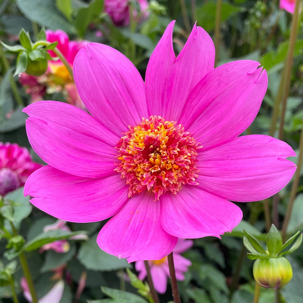 Petal Whisper