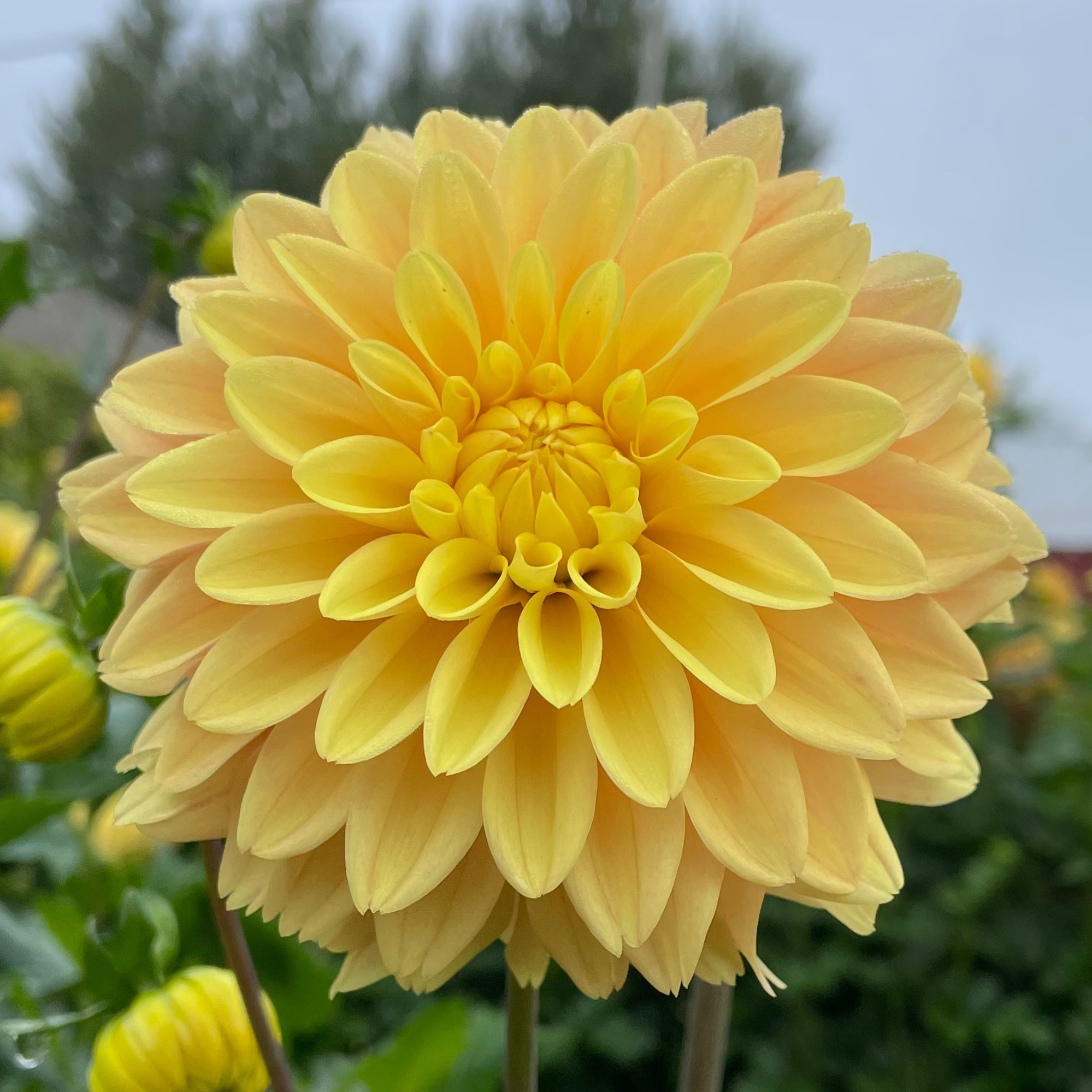 Soleil