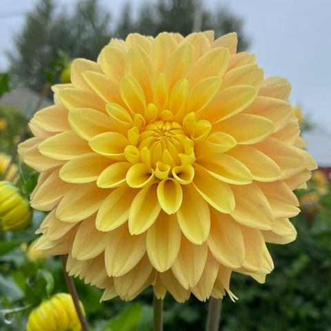 Soleil