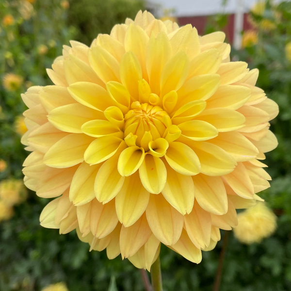 Soleil