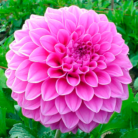 All – Page 3 – Connell's Dahlias