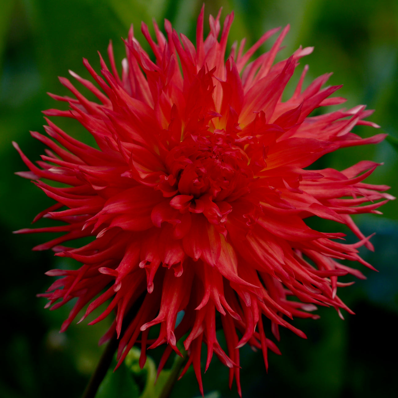 Bloomquist Flirt Connell's Dahlias