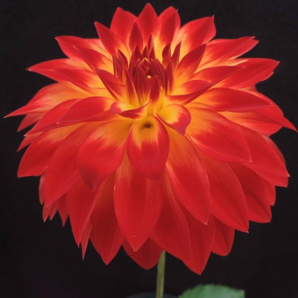 Bloomquist Rose – Connell's Dahlias