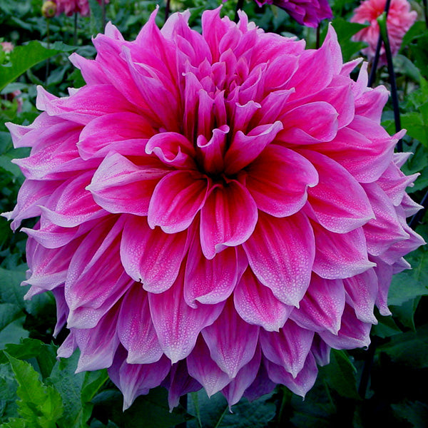 Emory Paul Connell's Dahlias