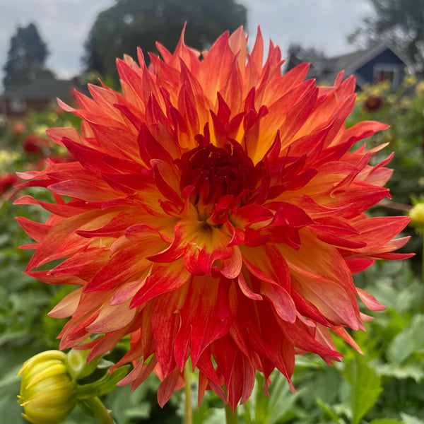 dahlia*様 Dahlia Gallery Singer – Jack the Grower