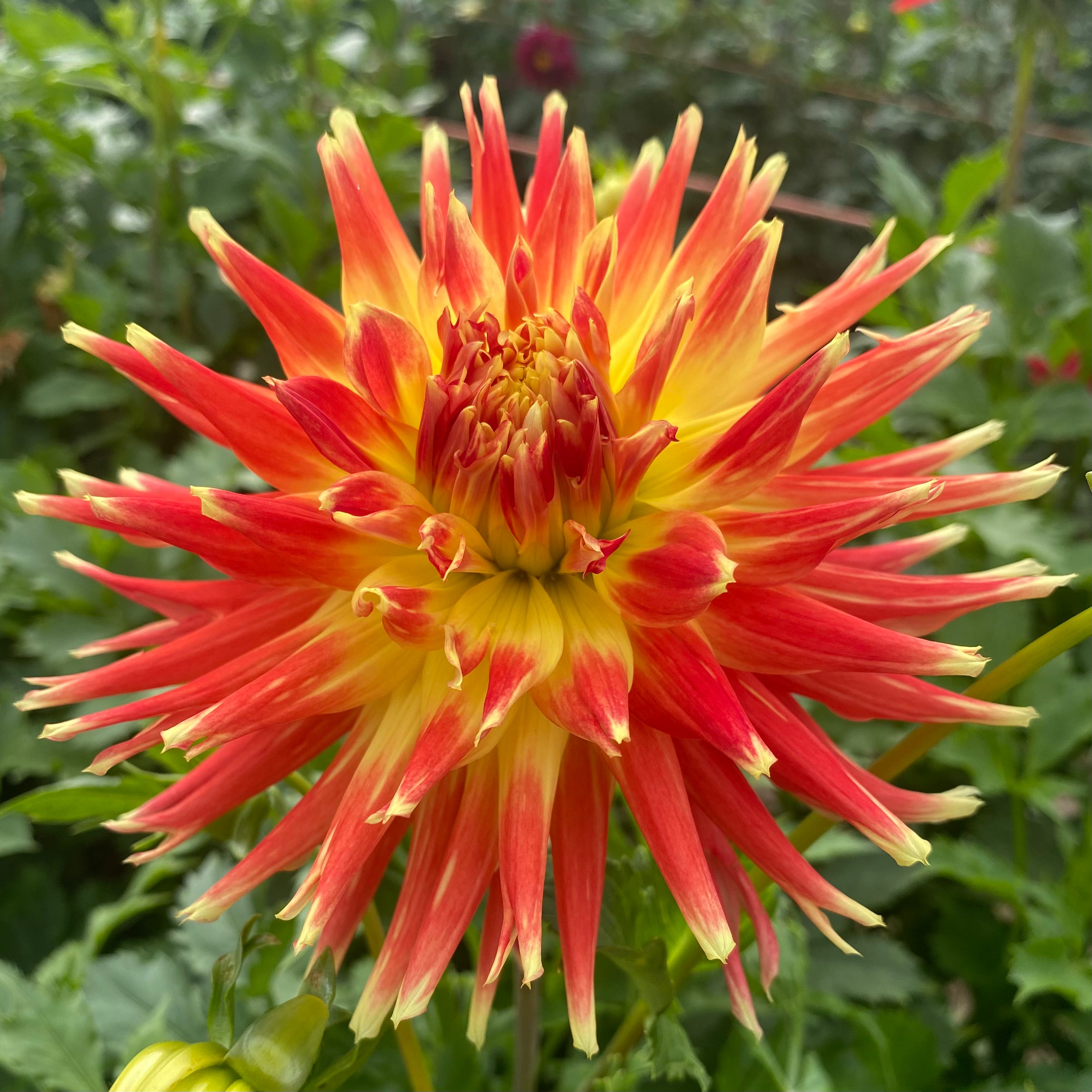 Grandpa Jon – Connell's Dahlias