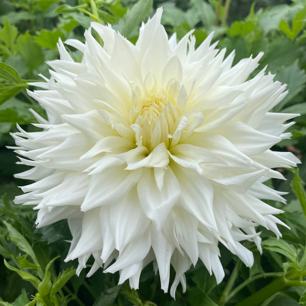 IMG_8916_grande.heic?v=1664514332