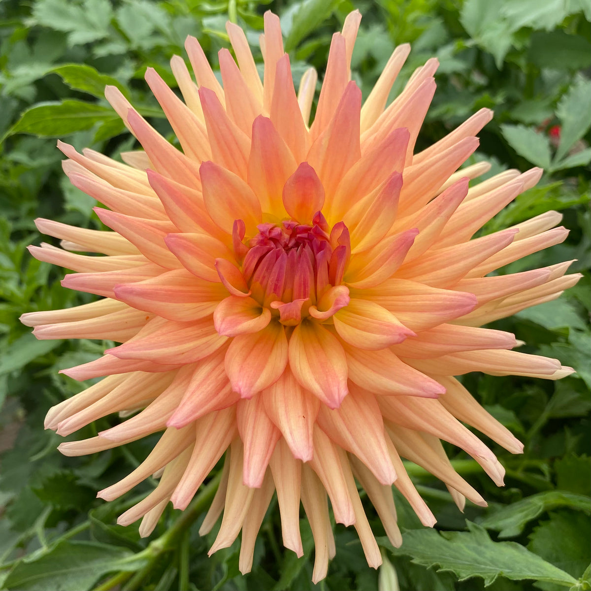 Jenny Lind – Connell's Dahlias