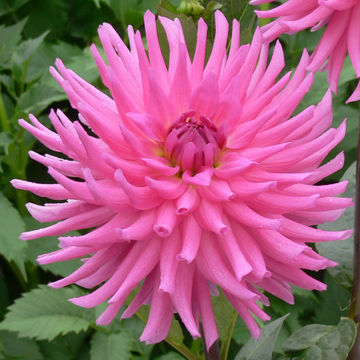 Parkland Rave – Connell’s Dahlias