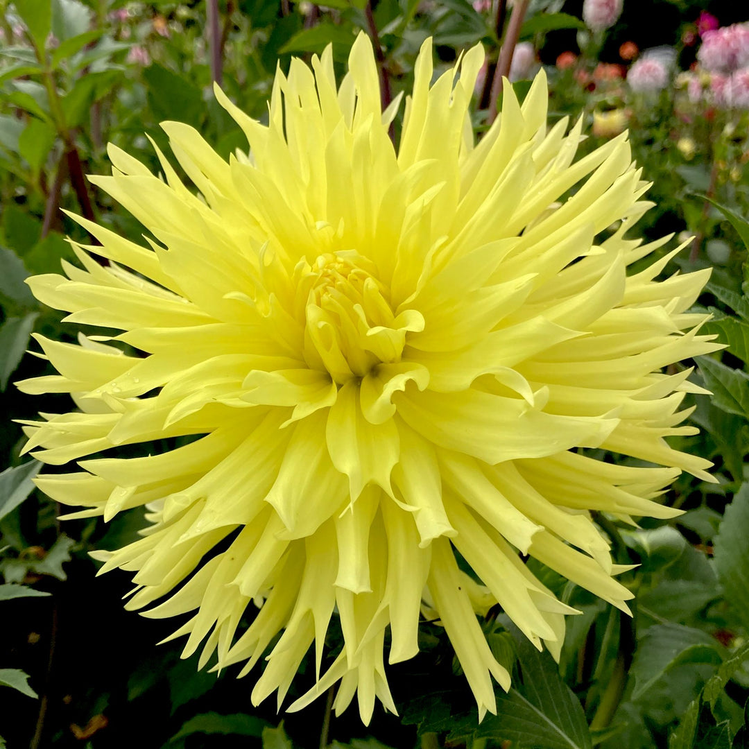 Aljo Connell's Dahlias