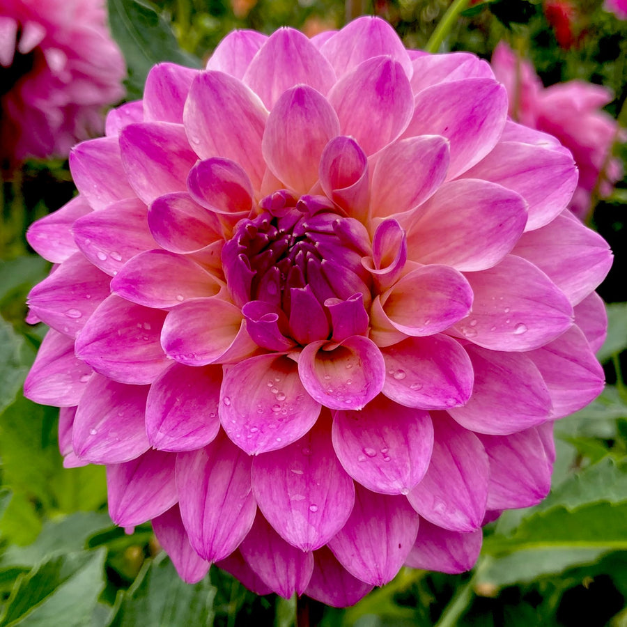 Tahoma Thankful Connell's Dahlias