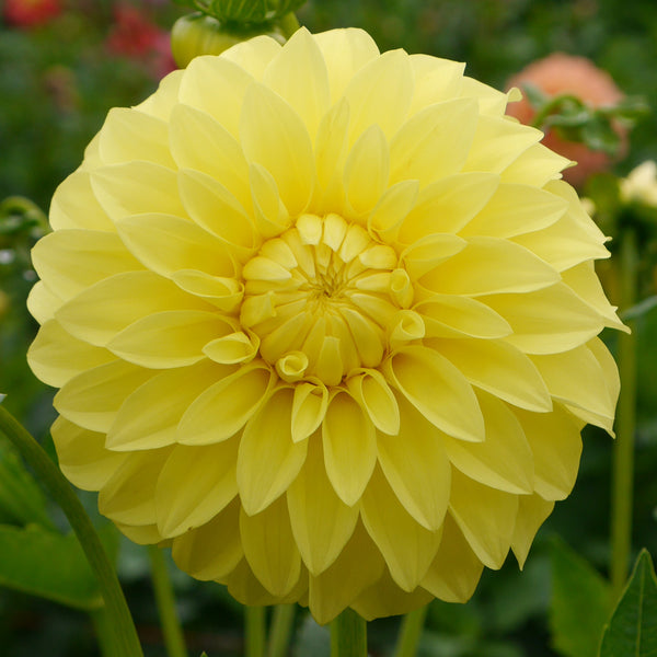Tahoma Thrill – Connell's Dahlias