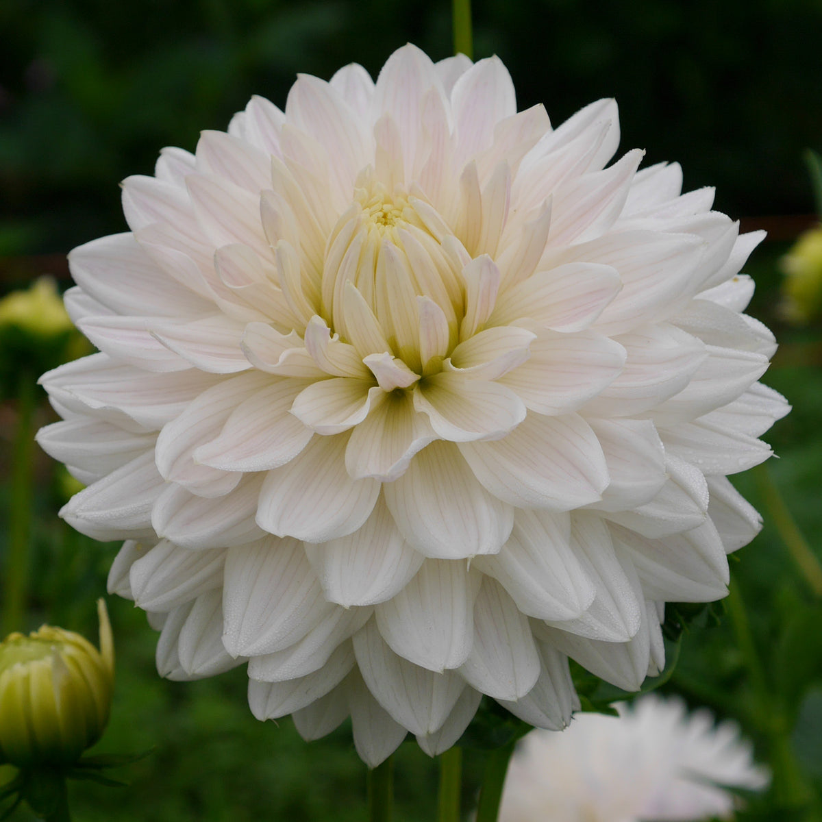 Corn Bride – Connell's Dahlias