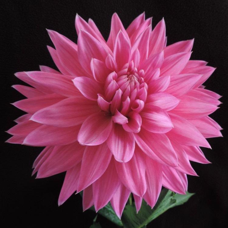 Hollyhill Big Pink – Connell's Dahlias