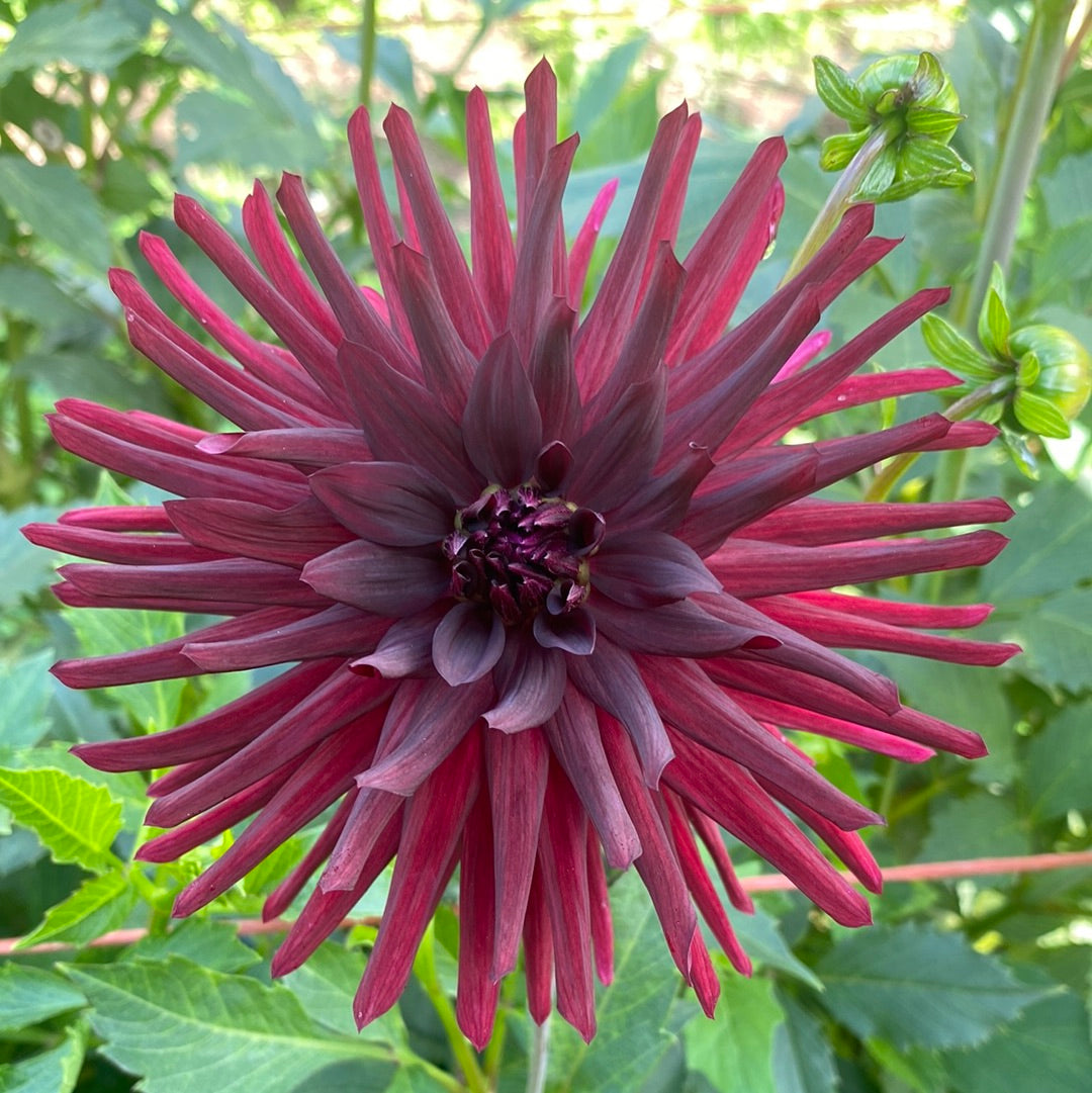 Black Narcissus Connell's Dahlias