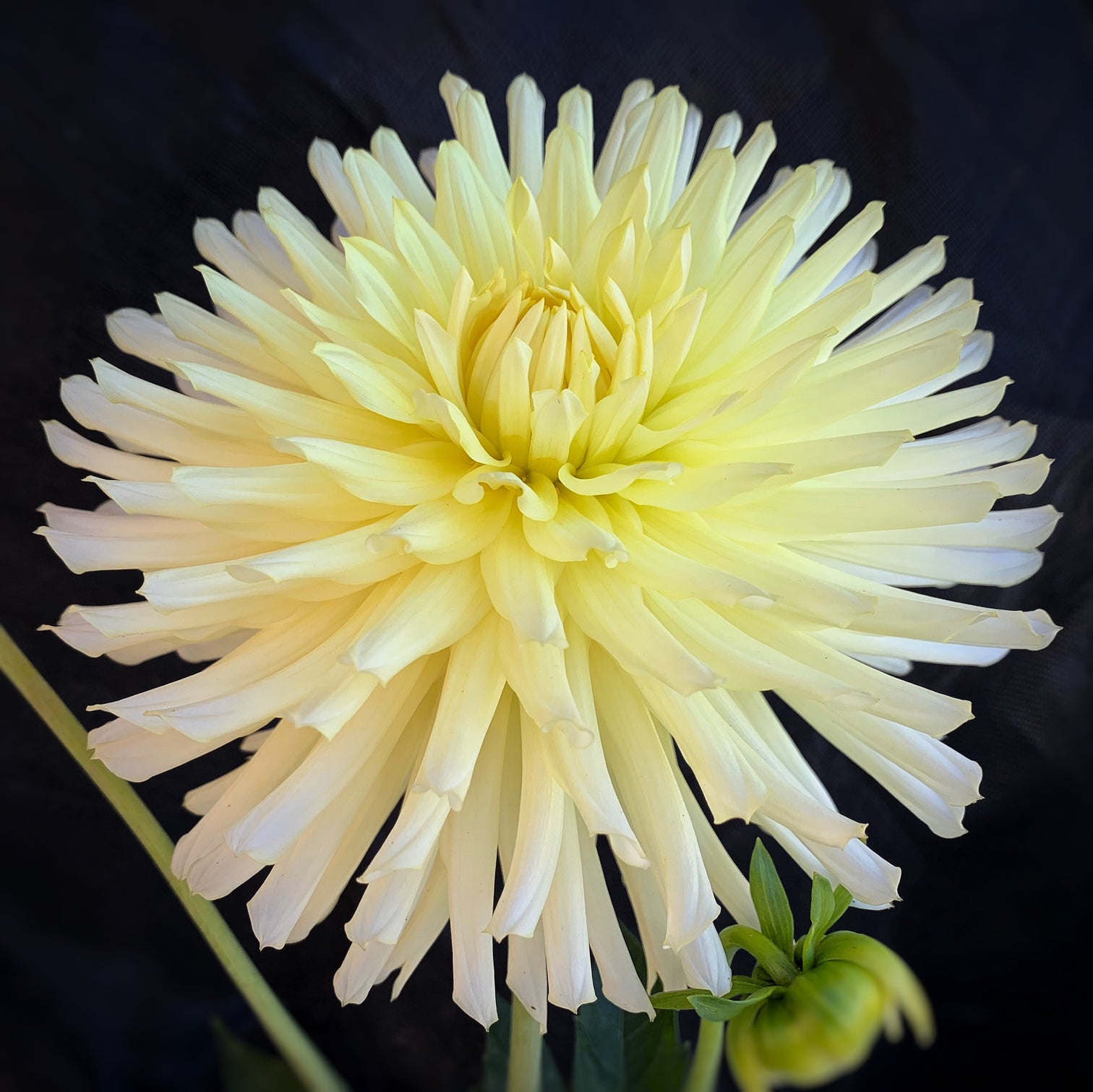 Clearview Sharron Connell's Dahlias