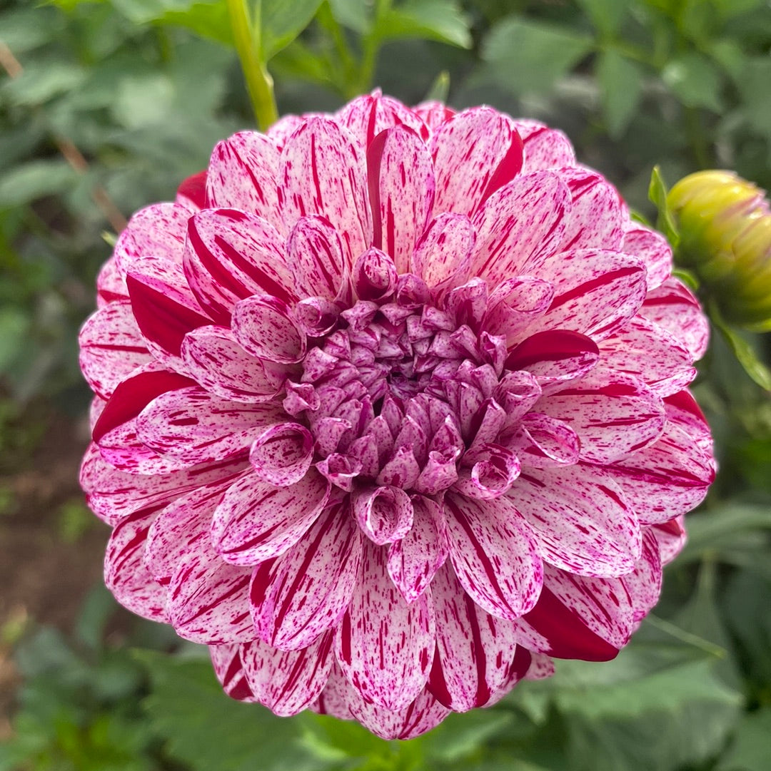 Tanner Joe – Connell's Dahlias