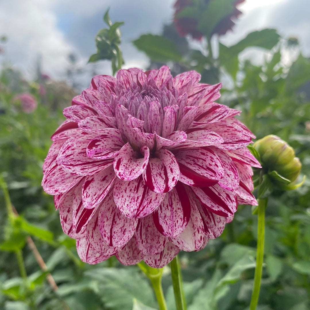 Tanner Joe – Connell's Dahlias