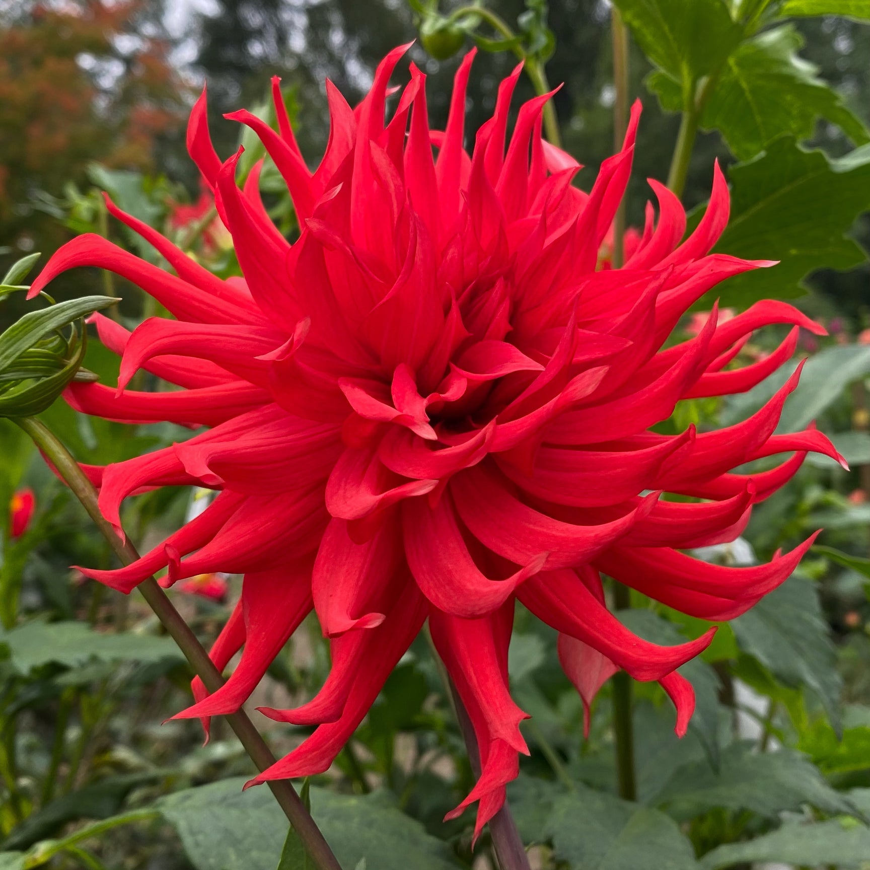 Gandalf's Victory Connell's Dahlias