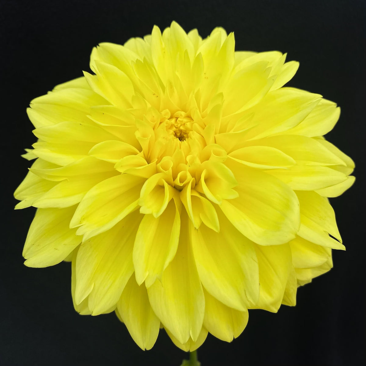 Lemon Rush – Connell's Dahlias